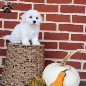 Bunny, Bichon Frise Puppy